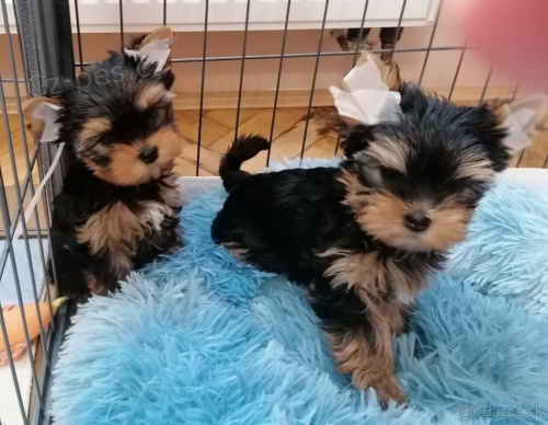 Yorkshire terrier bez PP